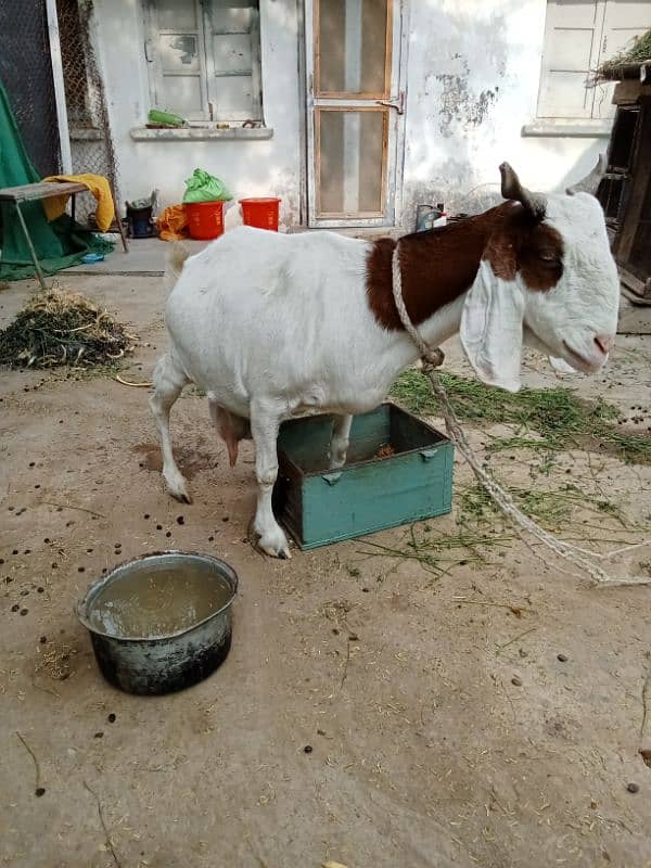 Gulabi Tapri Goat urgent sale 10