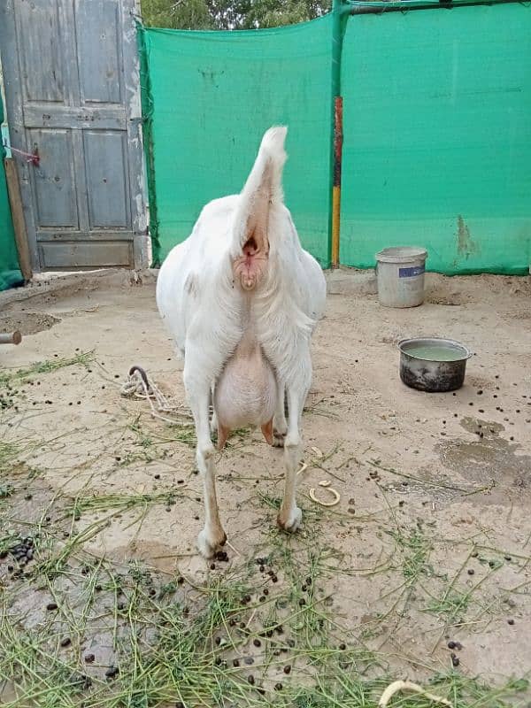 Gulabi Tapri Goat urgent sale 11