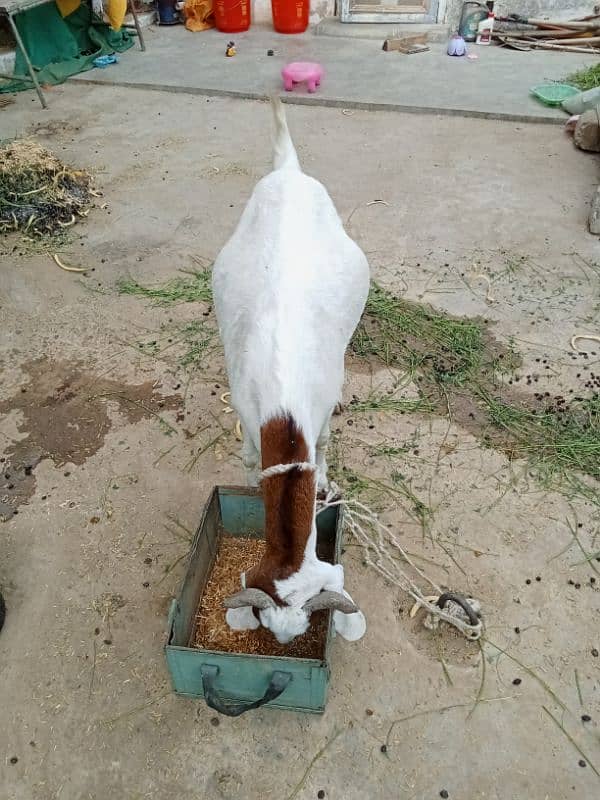 Gulabi Tapri Goat urgent sale 12