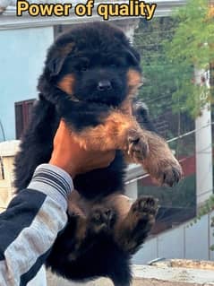 padigree German Shepherd puppy | Long Coat puppies | Dog | GSD