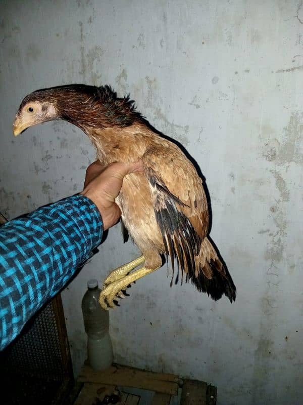 Aseel mianwali female breeder zero size 1