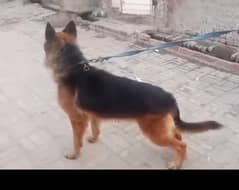 breed brom black shepherd