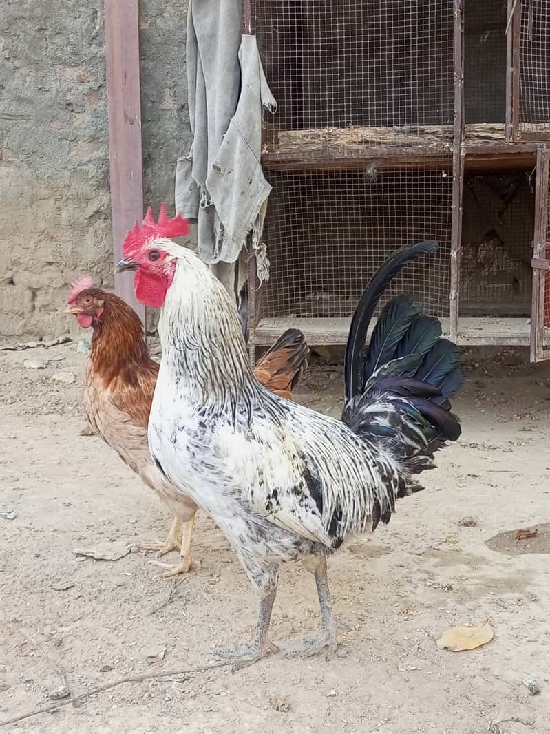 Female egg laying & Murgha 4