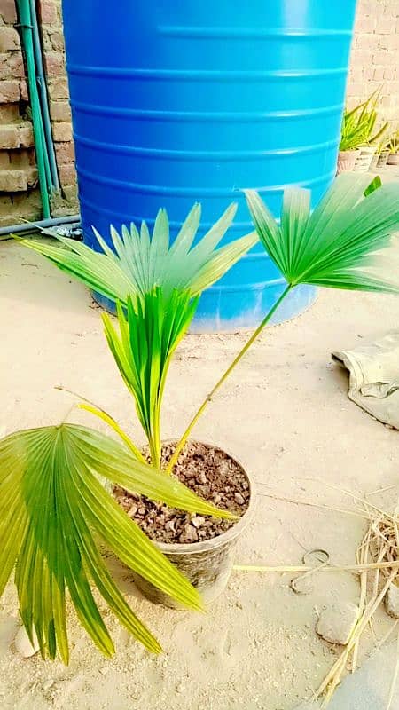 table palm 1