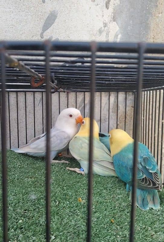 Parblue Opaline Pallefallow 7