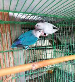 lovebird adult pair