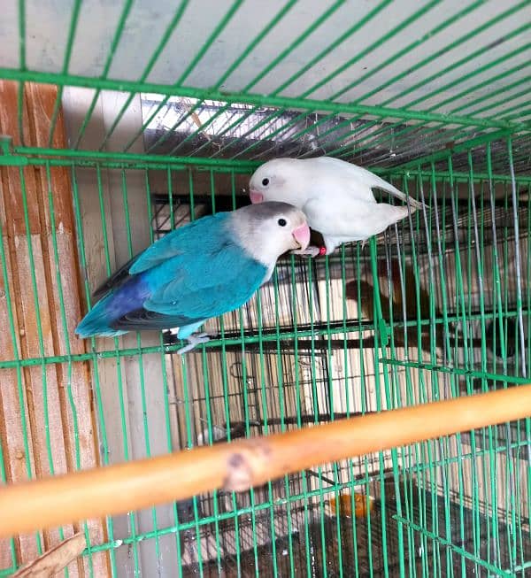 lovebird adult pair 0