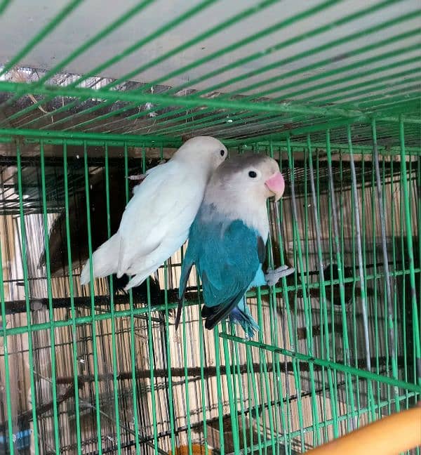 lovebird adult pair 1