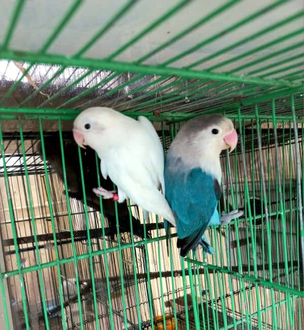 lovebird adult pair 2