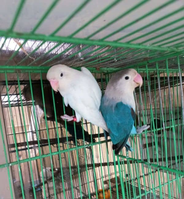 lovebird adult pair 3