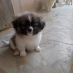 shihtzu