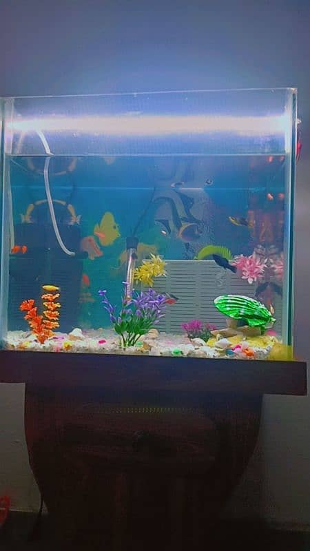 Fish aquarium for sale with fishes 0