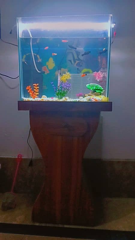 Fish aquarium for sale with fishes 1