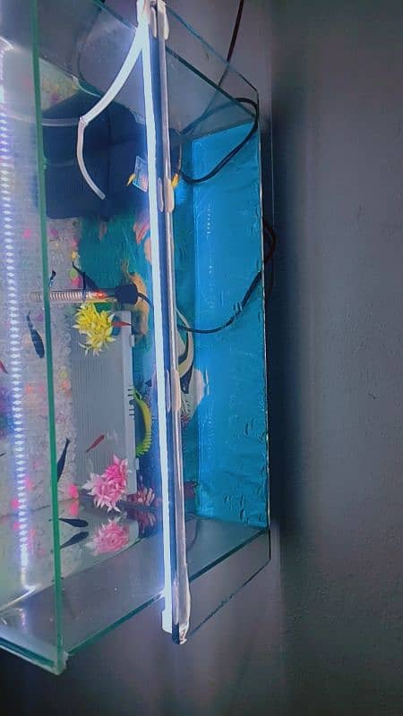 Fish aquarium for sale with fishes 2