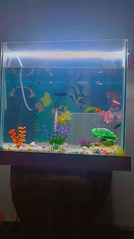 Fish aquarium for sale with fishes 3