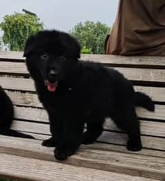 Black German Shepherd Male dog for sale /German Shepherd Long Coat Dog