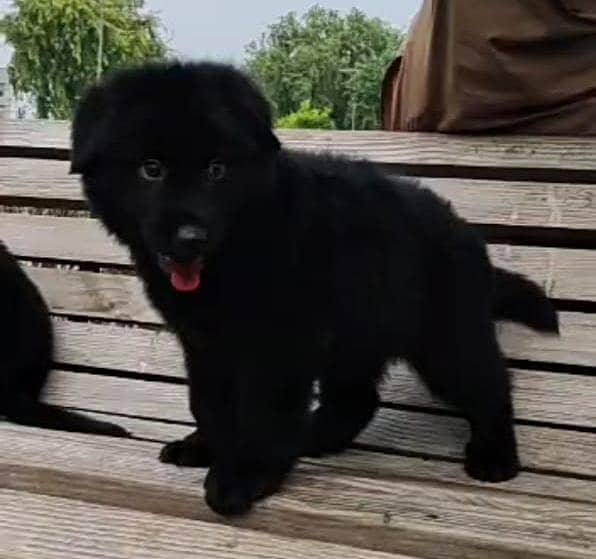 Black German Shepherd Male dog for sale /German Shepherd Long Coat Dog 1