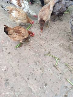 Egg Laying Hens