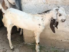 qurbani lgy ga inshallah urgent sale