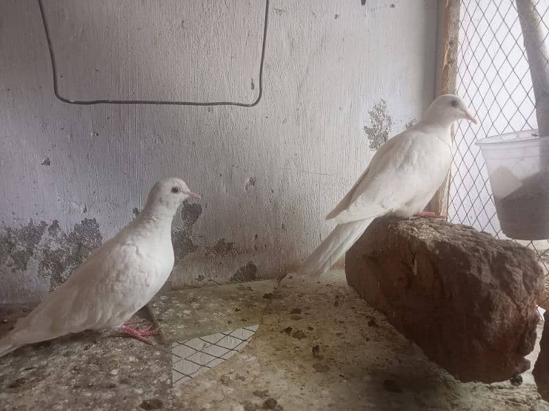 khumray / Dove Birds Austrilan bajri Parrots 0