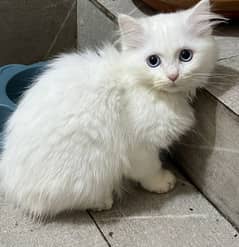 persian cat