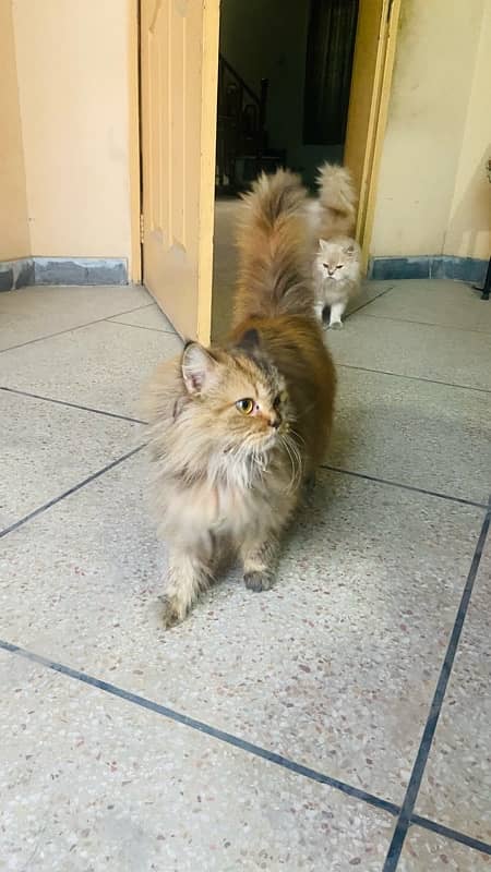 persian cats 1