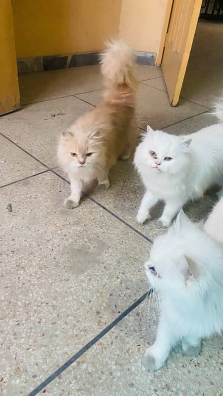 persian cats 3