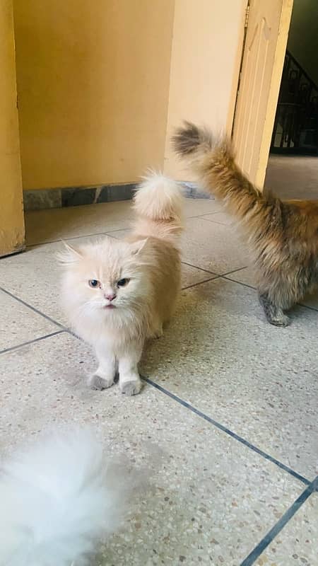 persian cats 4