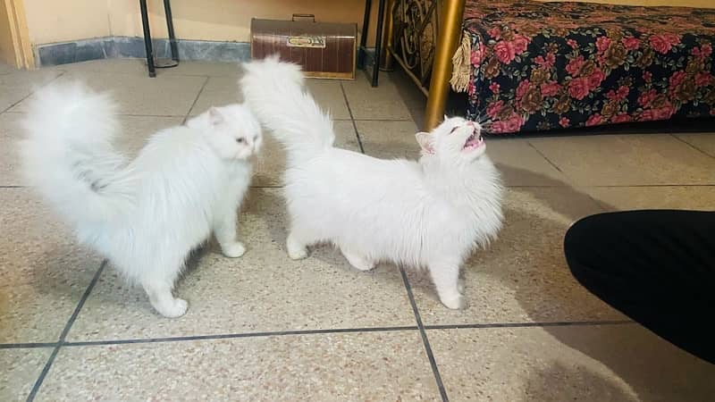 persian cats 7