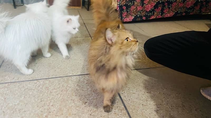 persian cats 8