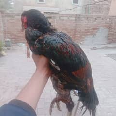 Ayam cemani-aseel pair-aseel phata-aseel murgi-misri murgi