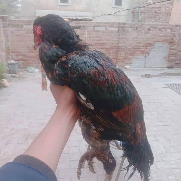 Ayam cemani-aseel pair-aseel phata-aseel murgi-misri murgi 0