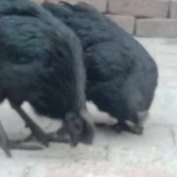 Ayam cemani-aseel pair-aseel phata-aseel murgi-misri murgi 6