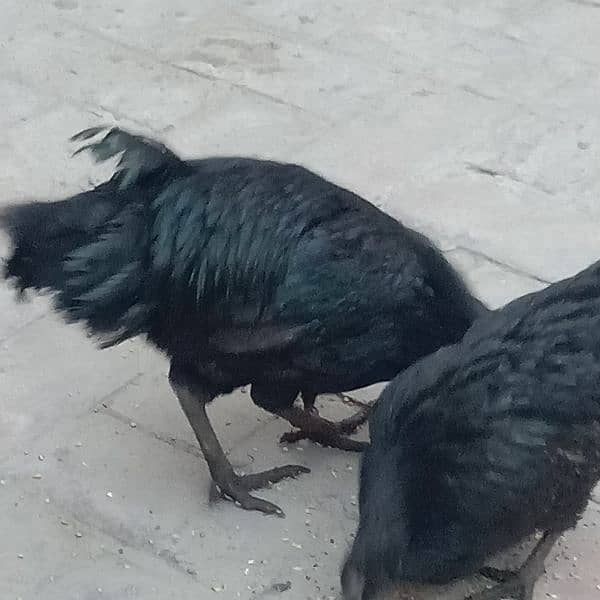 Ayam cemani-aseel pair-aseel phata-aseel murgi-misri murgi 8