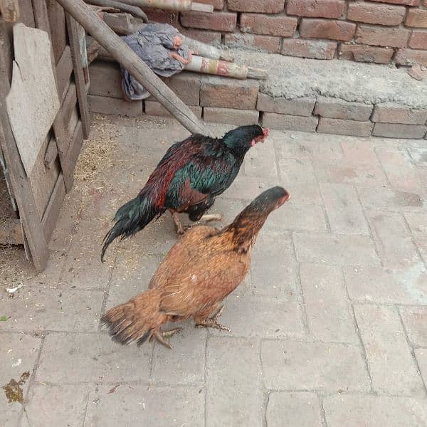 Ayam cemani-aseel pair-aseel phata-aseel murgi-misri murgi 11