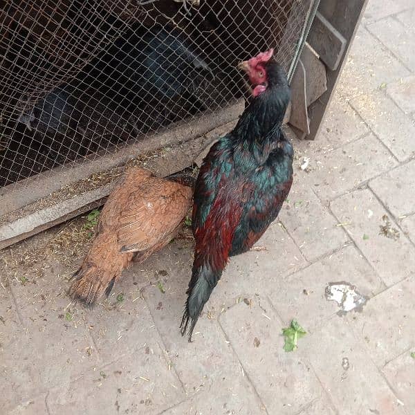 Ayam cemani-aseel pair-aseel phata-aseel murgi-misri murgi 12