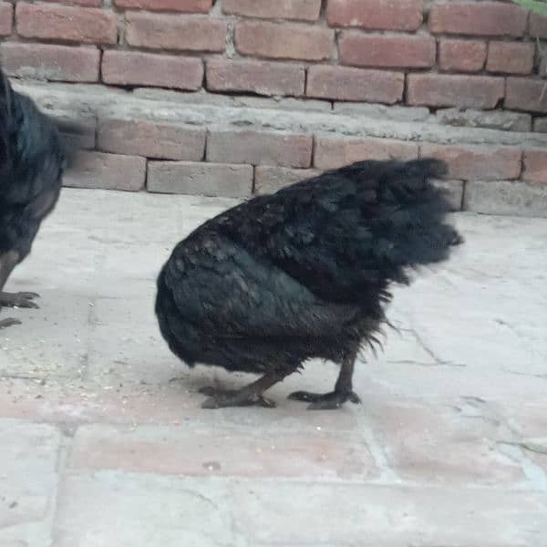 Ayam cemani-aseel pair-aseel phata-aseel murgi-misri murgi 16