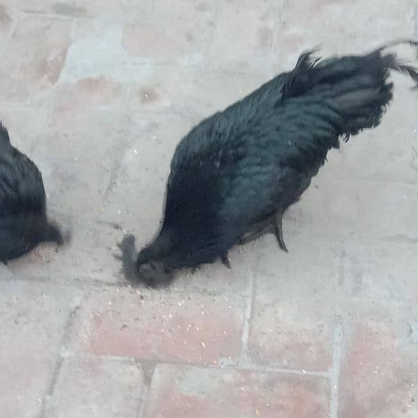 Ayam cemani-aseel pair-aseel phata-aseel murgi-misri murgi 18