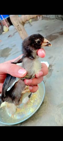 Thai Pakoye chicks (Pure)