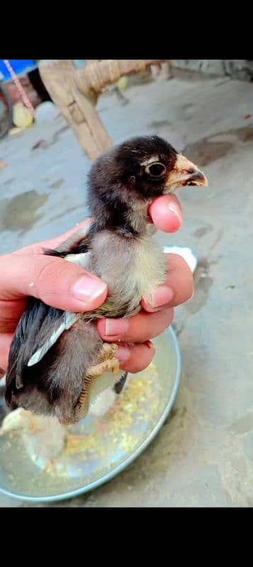 Thai Pakoye chicks (Pure) 0