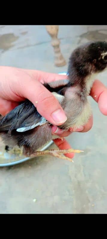 Thai Pakoye chicks (Pure) 2