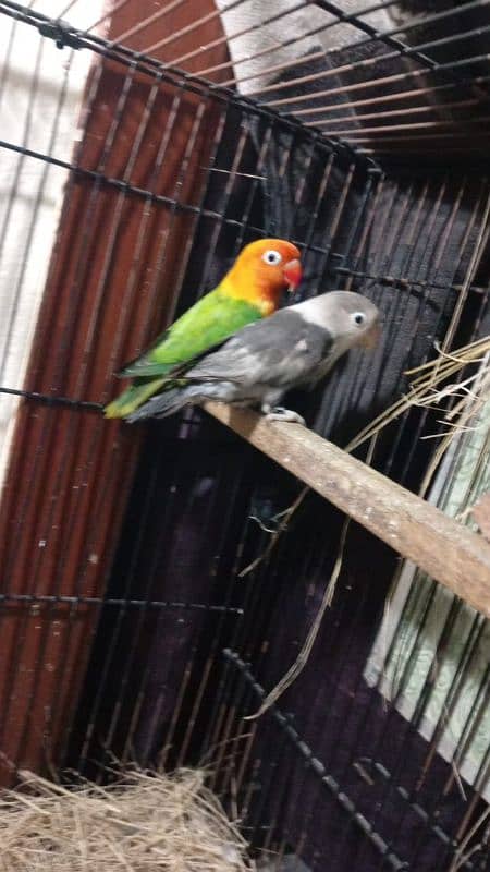 5pair Australian sale 2pair love birds for sale 1