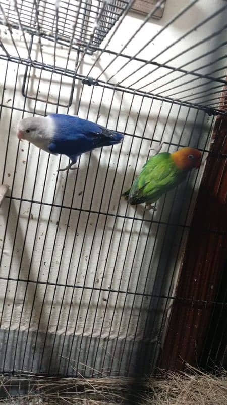 5pair Australian sale 2pair love birds for sale 2