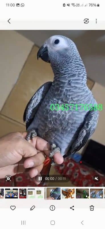 African grey cango salf 0