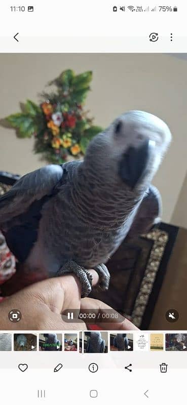 African grey cango salf 1