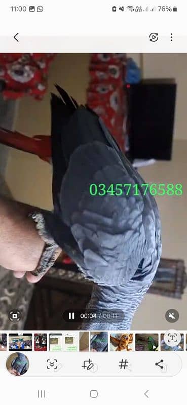 African grey cango salf 2