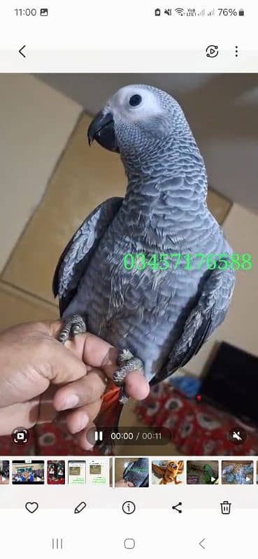 African grey cango salf 4