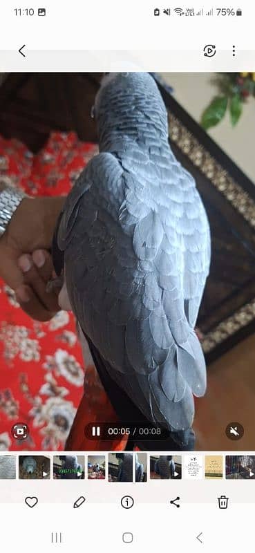 African grey cango salf 5