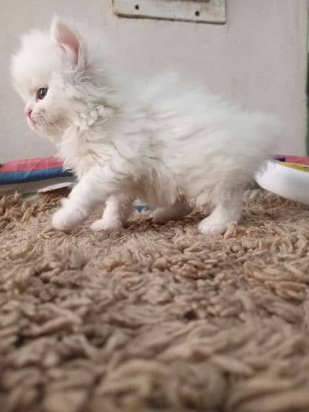 Persian kittens/long coat kittens /kitties/cat baby 5