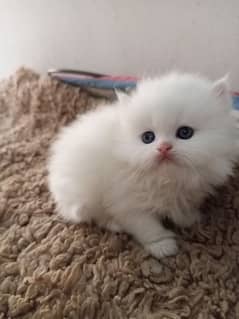 Persian kittens/long coat kittens /kitties/cat baby